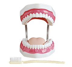 Dental Models